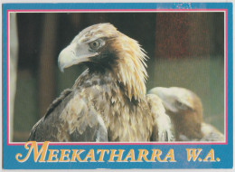 WESTERN AUSTRALIA WA Wedge Tailed Eagle MEEKATHARRA Nucolorvue 11MK002 Postcard C1980s - Altri & Non Classificati