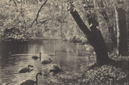 128635 - Meiningen - Im Englischen Garten - Meiningen