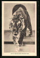 AK Bengalischer Königstiger Im Schleichgang  - Tigers
