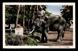 CAMBODGE - ELEPHANT DOMESTIQUE - Cambodge