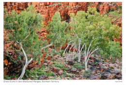 Postcard Australia Northern Territory Ghost Gums In Den MacDonell Ranges - Unclassified