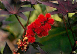 Antilles - Fleurs Des Antilles - Ricin Rouge - CPM - Voir Scans Recto-Verso - Autres & Non Classés