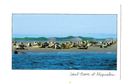 Les Phoques Du Goulet. - Saint Pierre And Miquelon