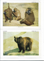 PLANCHE PHOTO LES MAMMIFERES OURS BRUN ET BABOUIN DE GUINEE LOT DE 2 - Autres & Non Classés