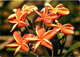 Antilles - Fleurs Des Antilles - Frangipaniers - CPM - Voir Scans Recto-Verso - Autres & Non Classés