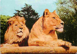 Animaux - Lions - Château De Thoiry - Couple De Lions En Liberté - CPM - Voir Scans Recto-Verso - Leeuwen