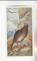 Actien Gesellschaft  Land Vögel Steinadler   Serie  57 #1 Von 1900 - Stollwerck