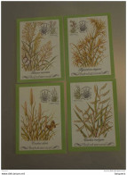 Bophuthatswana 1984 MAXIMUM Cartes Grassen Herbes Indigènes Yv 116-119 - Bofutatsuana