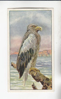 Actien Gesellschaft See - Vögel  Seeadler   Serie  56 #1 Von 1900 - Stollwerck