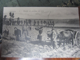 Carte Postale Auvergne, La Récolte Des Pommes De Terre - Bauern