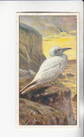 Actien Gesellschaft See - Vögel  Tölpel   Serie  56 #3 Von 1900 - Stollwerck