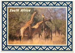 CPM 10.5 X 15 Afrique Du Sud  GIRAFES - Afrique Du Sud