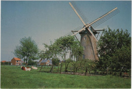 Molen - Malle-West - & Windmill - Malle