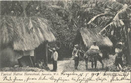 JAMAICA - TYPICAL NATIVE HOMESTEAD- W.I. - PUB. GARDNER - 1905 - América