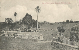 JAMAICA - ON A NORTHSID GRAZING PEN - GARDNER 'S SERIES - 1910 - Jamaïque