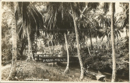 JAMAICA - PHOTOCARD - RIO COBRE -  BRIDGE - 1931 - Jamaïque