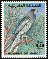 Maroc.Morocco .Autour Sombre.    Dark Chanting Goshawk  . - Eagles & Birds Of Prey