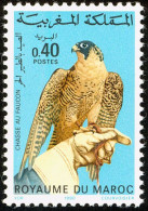 Maroc.Morocco .Faucon Pèlerin. Peregrine Falcon. - Águilas & Aves De Presa
