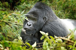 Rwanda - Volcanoes National Park - Gorilles - Parc Des Volcans - Zoo - CPM - Carte Neuve - Voir Scans Recto-Verso - Rwanda