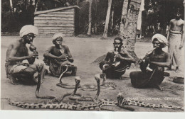 Asie : Sri Lanka ( Ceylon ) :  Snake  Charmers  , Serpents - Sri Lanka (Ceylon)