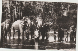 Asie : Sri Lanka ( Ceylon ) :  Temple  éléphants At  Katugastoya River Near Kandy - Sri Lanka (Ceylon)