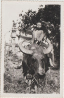 Asie : Cambodge Ou Viet Nam :  Enfant Sur Dos De  Buffle - Cambodge