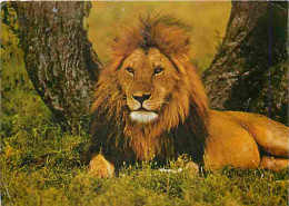 Animaux - Lions - CPM - Voir Scans Recto-Verso - Löwen