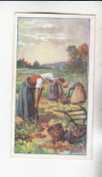 Actien Gesellschaft  Ländliche Arbeiten Kartoffelernte  (  September ,October )   Serie  53 #5 Von 1900 - Stollwerck