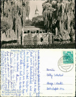 Bischofswerda Mühlteich Partie Blick Zur Kirche DDR Postkarte 1858/1959 - Bischofswerda