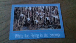 232/ WHITE IBIS FLYING IN THE SWAMP - Andere & Zonder Classificatie