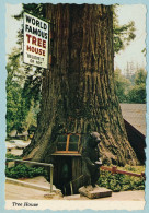 World Famous Tree House - Believe It Or Not - Piercy - Autres & Non Classés