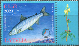 LATVIA - 2023 - STAMP MNH ** - Vendace (Coregonus Albula) - Lettonie