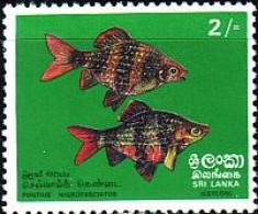 Sri Lanka Mi.Nr. 431 Fische (2(R)) - Sri Lanka (Ceylon) (1948-...)