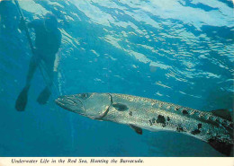 Animaux - Poissons - Mer Rouge - Red Sea - Underwater Life In The Red Sea - Hunting The Barracuda - CPM - Carte Neuve -  - Pesci E Crostacei