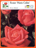 ROSIER MARIA CALLAS  Fleurs Roses Fiche Illustrée Documentée Fleur - Andere & Zonder Classificatie