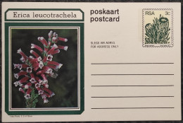 3c SOUTH AFRICA Postal STATIONERY CARD Illus ERICA Leucotrachela FLOWER Cover Stamps Flowers Rsa - Covers & Documents