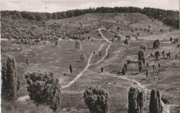 21924 - Walsrode - Lüneburger Heide - Im Totengrund - Ca. 1955 - Lüneburger Heide