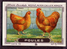 Nestlé - 51B - Poules, Chickens - 5 - Orpingtons Fauves - Nestlé