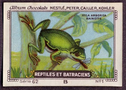 Nestlé - 62B - Reptiles Et Batraciens, Reptiles And Amphibians - 1 - Hyla Arborea, Tree Frog, Rainette Verte - Nestlé