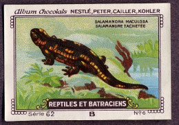 Nestlé - 62B - Reptiles Et Batraciens, Reptiles And Amphibians - 6 - Salamandre Tachetée, Fire Salamander - Nestlé