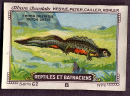 Nestlé - 62B - Reptiles Et Batraciens, Reptiles And Amphibians - 9 - Triton Crêté, Northern Crested Newt, Salamander - Nestlé