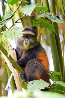 Rwanda - Volcanoes National Park - Singe Doré - Golden Monkey - Parc Des Volcans - Zoo - CPM - Carte Neuve - Voir Scans  - Ruanda