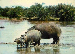 Animaux - Hippopotames - Francis Et Les Animaux D'Afrique - CPM - Voir Scans Recto-Verso - Hippopotames