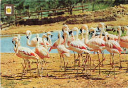 ANIMAUX & FAUNE - Oiseaux - Flamants Roses - Carte Postale - Uccelli