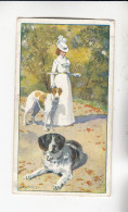 Actien Gesellschaft Hunde - Rassen U Ihre Verwendung Bernhardiner / Windhund    Serie  46 #1 Von 1900 - Stollwerck