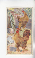 Actien Gesellschaft Hühner - Rassen Cochin China     Serie  45 #5 Von 1900 - Stollwerck