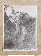 In Una Foresta Vergine Dell'Africa Nel 1924 Magnifico Esemplare Di Elefante - Autres & Non Classés