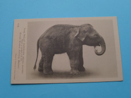 Young MALAY ELEPHANT ( Edit.: B 38 / Waterlow ) Anno 19?? ( Zie / Voir Scans ) Blanco Rug ! - Elephants