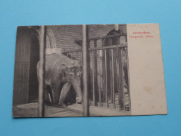 Amsterdam Diergaarde, Olifant ( Edit.: ? ) Anno 1903 ( Zie / Voir Scans ) ! - Elefanten