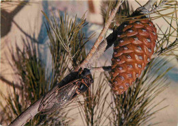 Animaux - Insectes - Cigale - Provence - CPM - Voir Scans Recto-Verso - Insectos